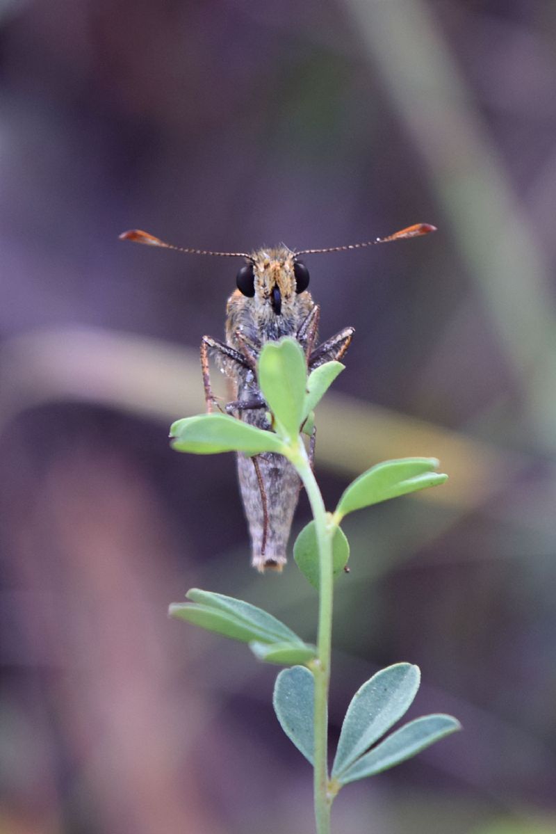 Esperide da id - Ochlodes sylvanus